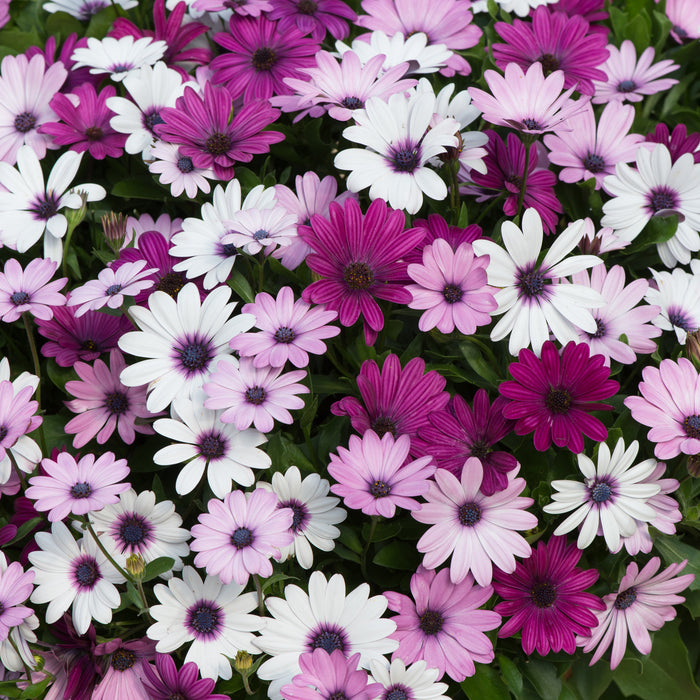 Osteospermum Akila Berries & Cream (6 x 6cm) Dispatches 11 May 2026