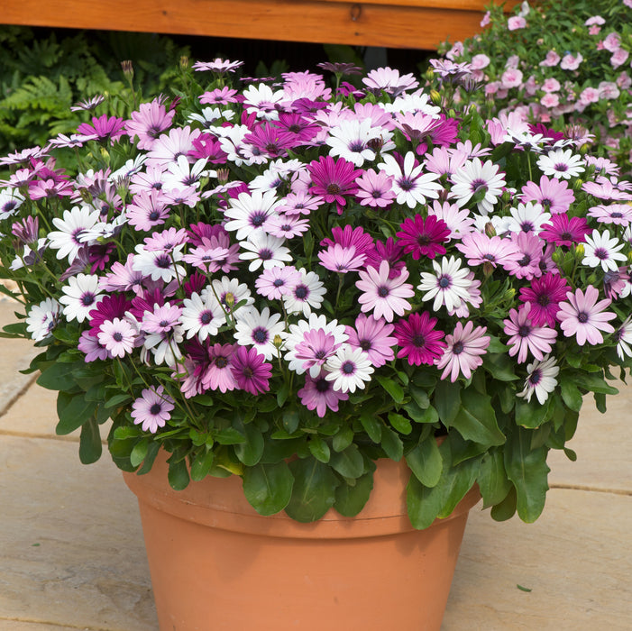 Osteospermum Akila Berries & Cream (6 x 6cm) Dispatches 11 May 2026