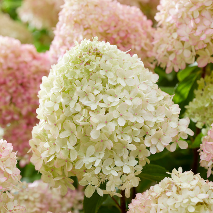 Hydrangea Paniculata Little Love  (4.5 Litre)
