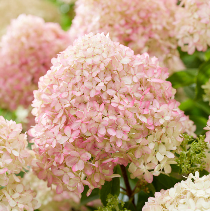 Hydrangea Paniculata Little Love  (4.5 Litre)