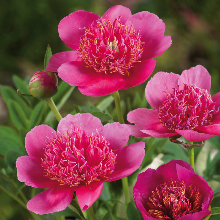 Peony Colletion  (3 x Bare Root) Dispatches 9 February 2026