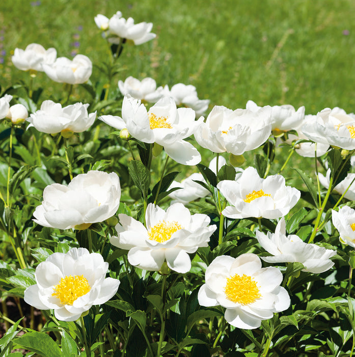 Peony Colletion  (3 x Bare Root) Dispatches 9 February 2026