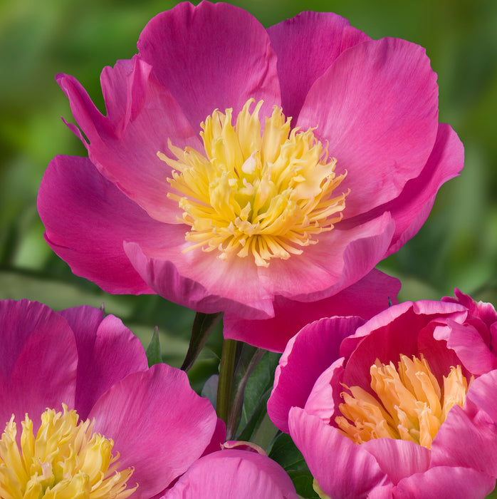 Peony Colletion  (3 x Bare Root) Dispatches 9 February 2026