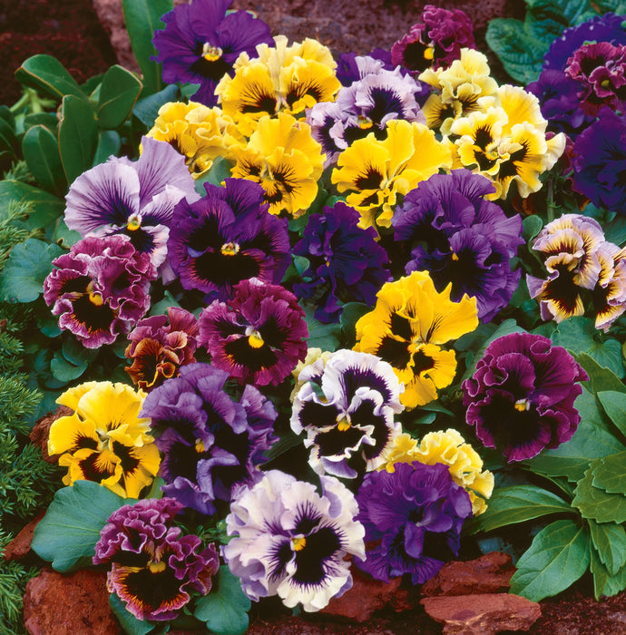 Pansy & Viola Mix