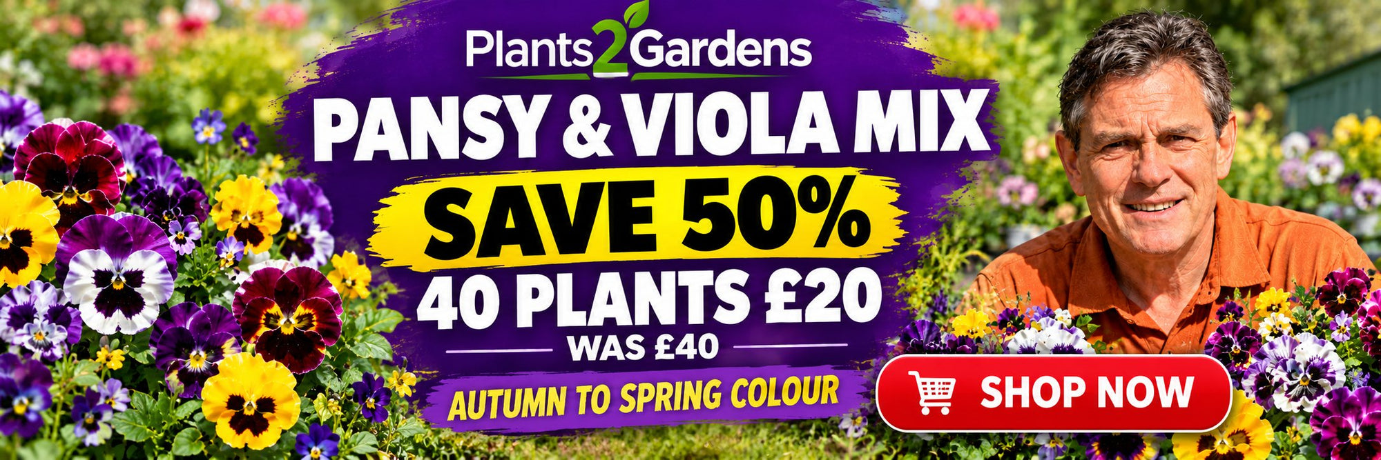 Pansy and Viola Mix offer - save 50%, 40 plants £20 was £40, autumn to spring colour