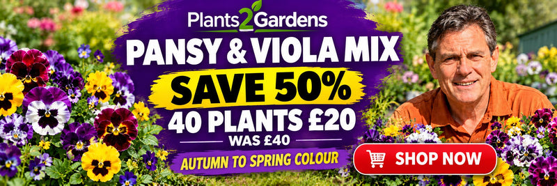 Pansy and Viola Mix offer - save 50%, 40 plants £20 was £40, autumn to spring colour