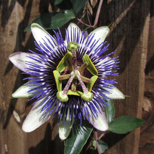Passiflora Duo Pack - Despatch From WC 14th March 2022 - Plants2Gardens