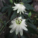 Passiflora Snow Queen 3 Ltr - Plants2Gardens