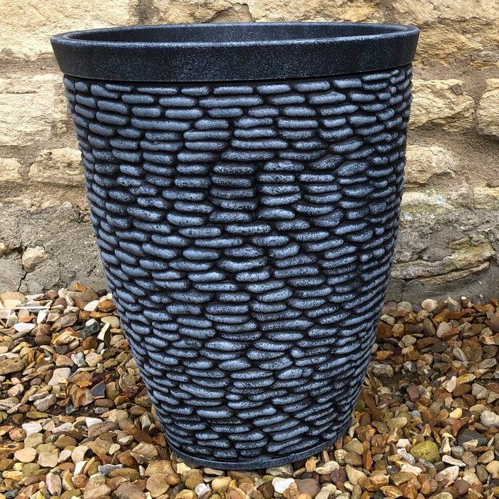 Cordyline Charlie Boy (4.5 Litre) with Pebble Planter