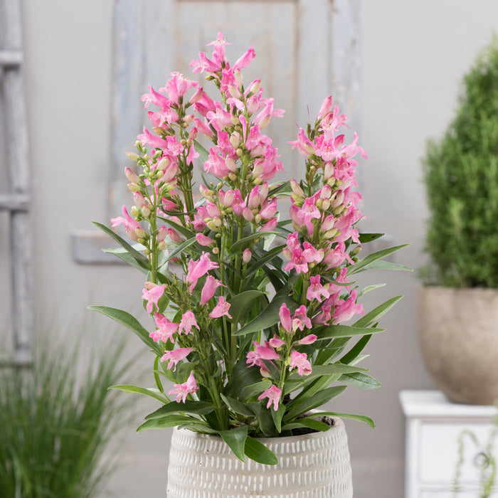 Penstemon Rock Candy Collection 6 x 6cm Plants - Dispatches from 11th March
