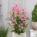 Penstemon Rock Candy Collection 6 x 6cm Plants - Dispatches from 11th March - Plants2Gardens