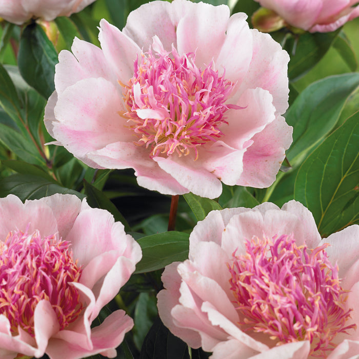Peony Do Tell (3.5 Litre) - Disptaches from 25th March 2024