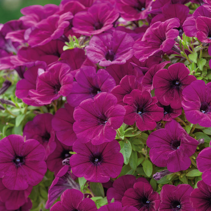 Container and Basket Collection (10 x 9cm) - Plants2Gardens
