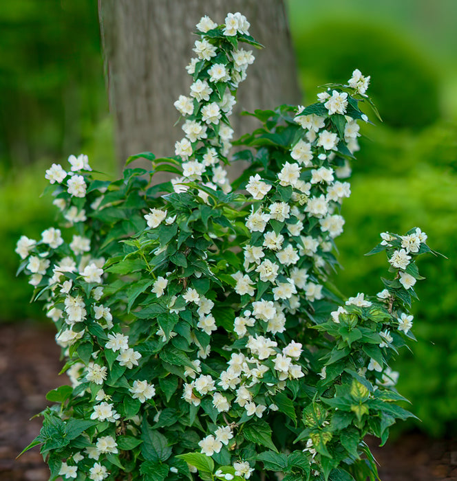 Philadelphus Illuminati Tower (3 Litre)