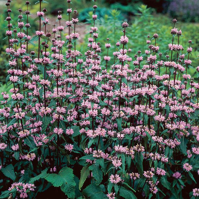 Phlomis Amazone (3 x 9cm) Dispatches 28 March 2025