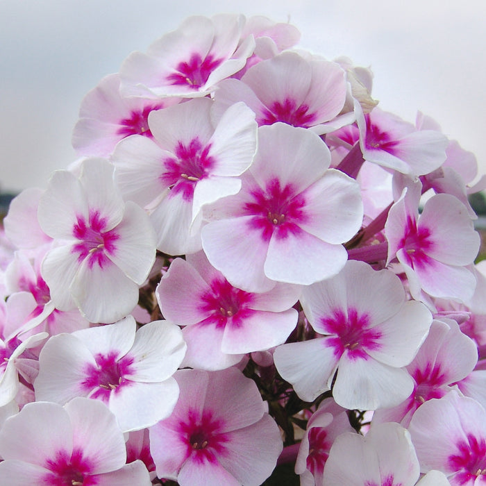 Phlox Adessa Collection  (6 x 6cm) Dispatches 30 March 2026