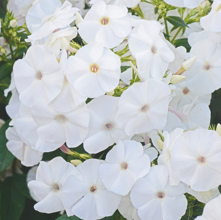 Phlox Adessa Collection  (6 x 6cm) Dispatches 30 March 2026