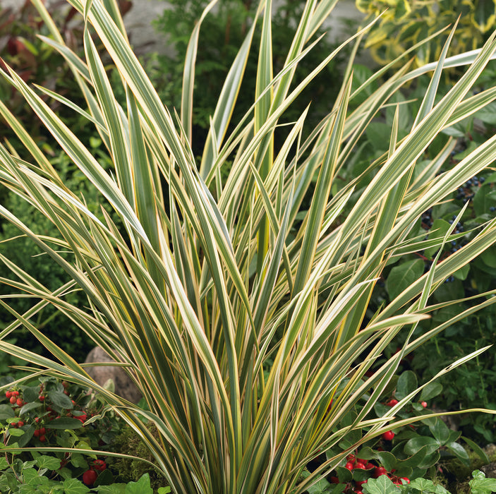 Phormium Collection (3 x 9cm)