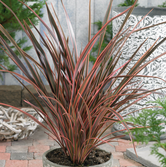 Phormium Collection (3 x 9cm)