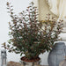Physocarpus Little Joker 4.5ltr - Plants2Gardens