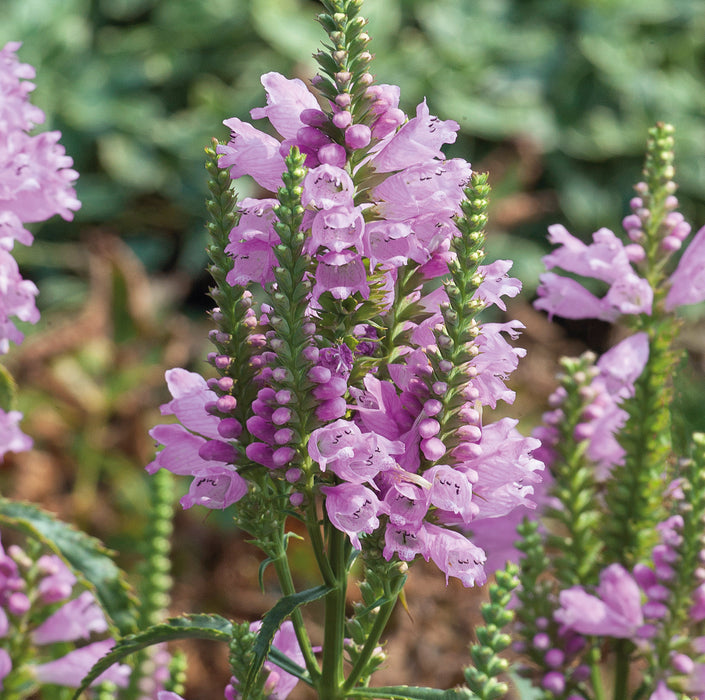 Physostegia Collection (6 x 6cm) Dispatches 23 March 2026