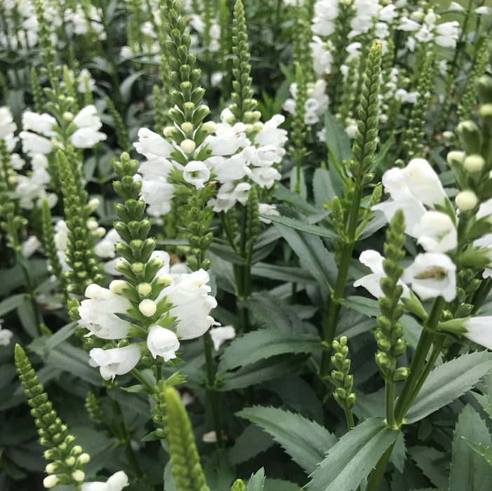 Physostegia Collection (6 x 6cm) Dispatches 23 March 2026