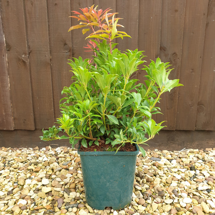 Pieris Mountain Fire with Planter and Feed