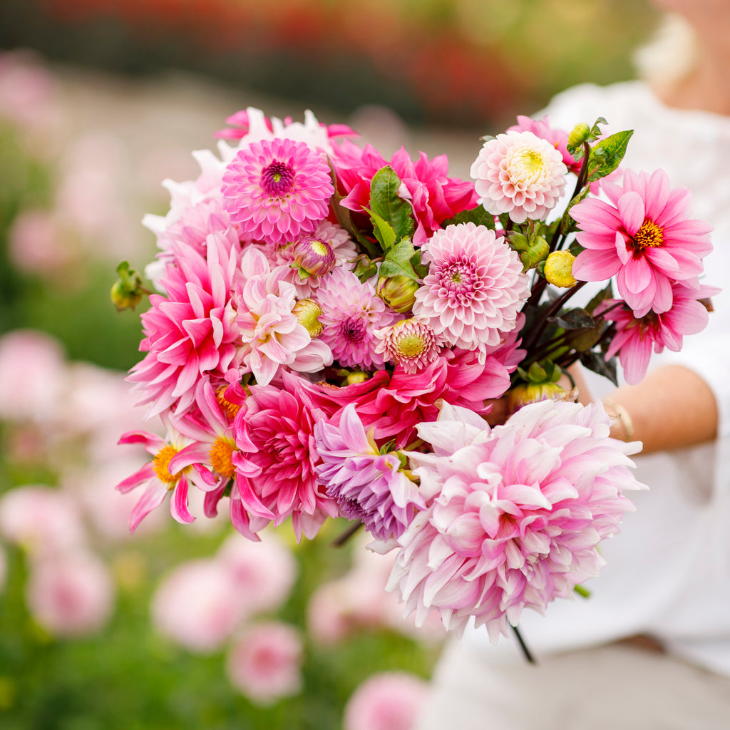 Dahlia Pink Bouquet Collection (5 x Bare Roots) Dispatches 24