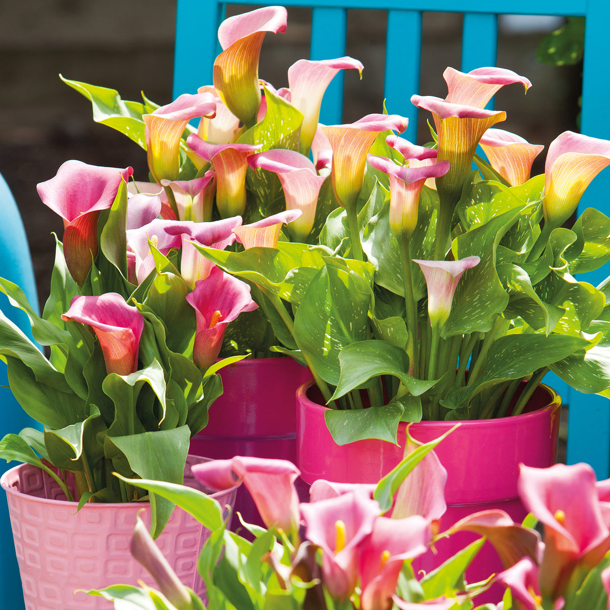 plant calla lily bulbs in pot Captain Calla Lily Mix (6 x Bulbs) — Plants2Gardens