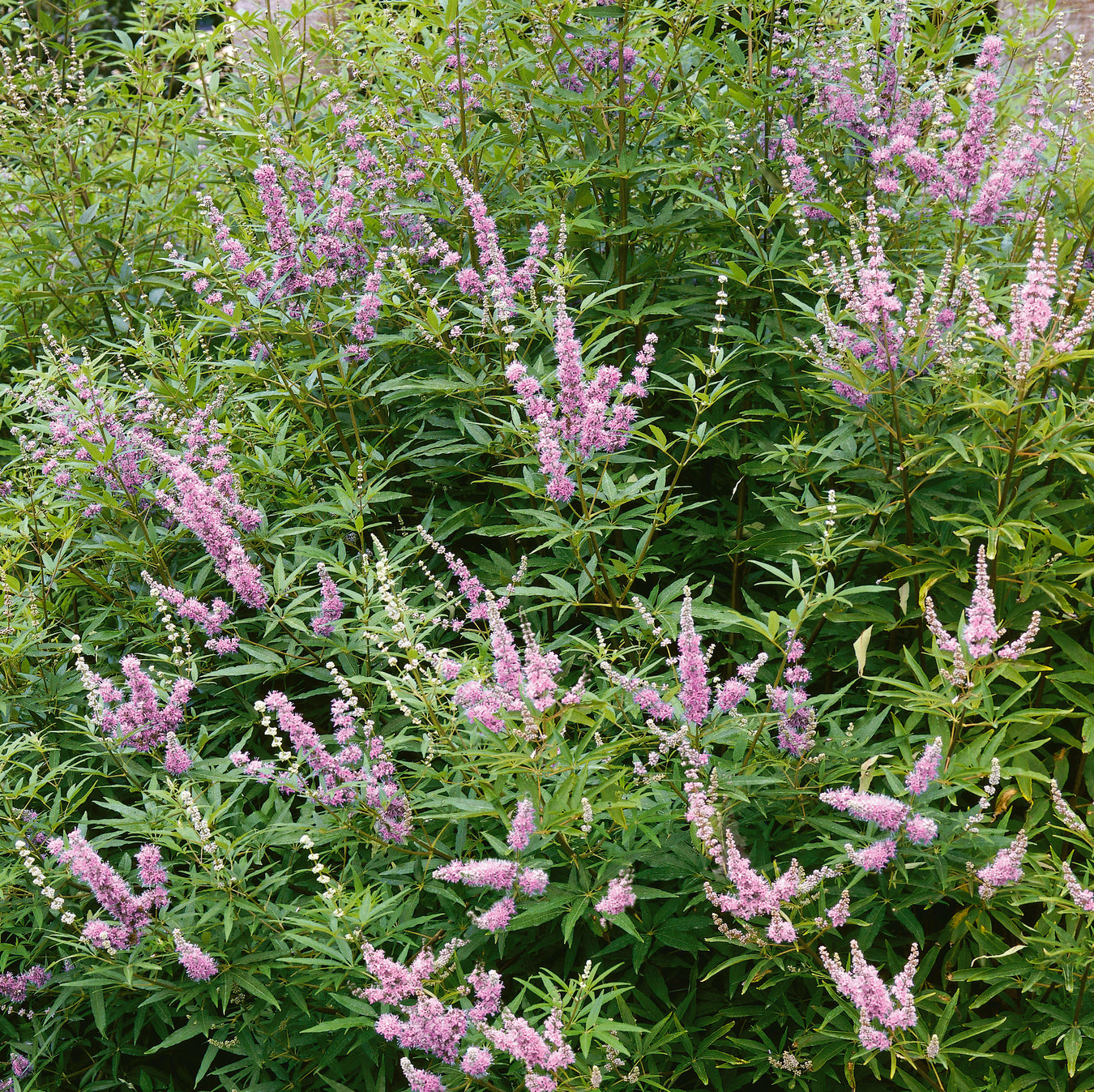 Gardeners Favorites