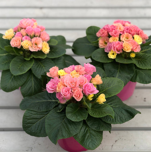 Spring Bedding Mix (6 x 9/10.5cm plants) - Plants2Gardens