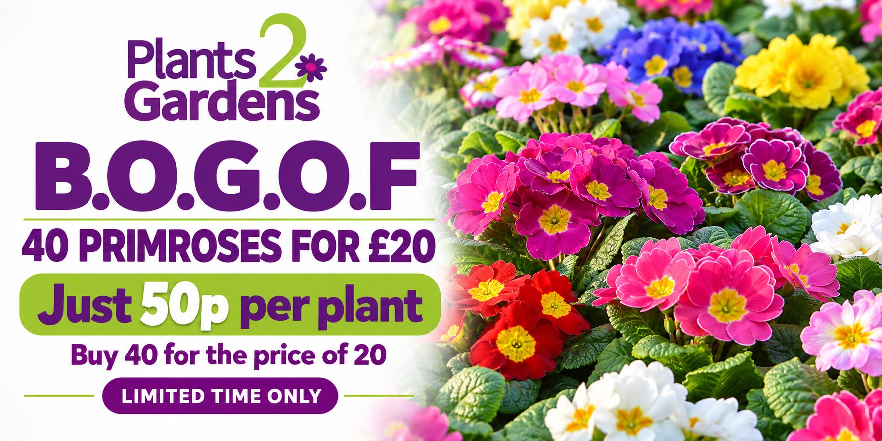 Primrose Mixed Colour buy one get one free - 40 primroses for £20, just 50p per plant, limited time only