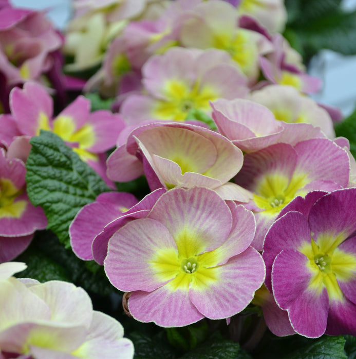 Viola Honeybee 20 Plant Pack & Primrose Plums & Custard 20 Plant Pack