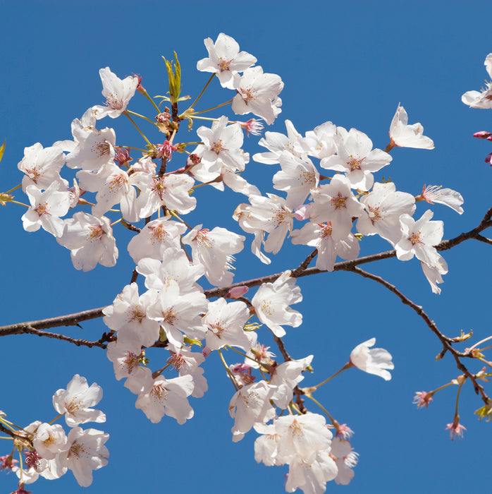 Prunus Incisa Cunera (1 x 5 Litre)