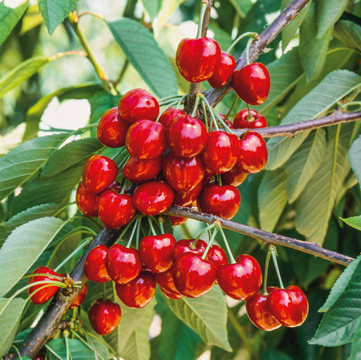 Prunus Sunburst (1 x 5 Litre) - Plants2Gardens