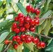 Prunus Sunburst (1 x 5 Litre) - Plants2Gardens