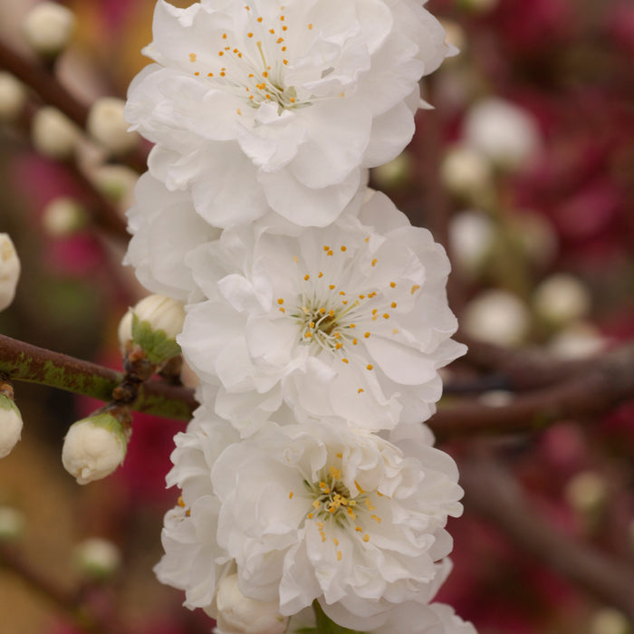 Prunus Persica Taoflora White (4 Litre)