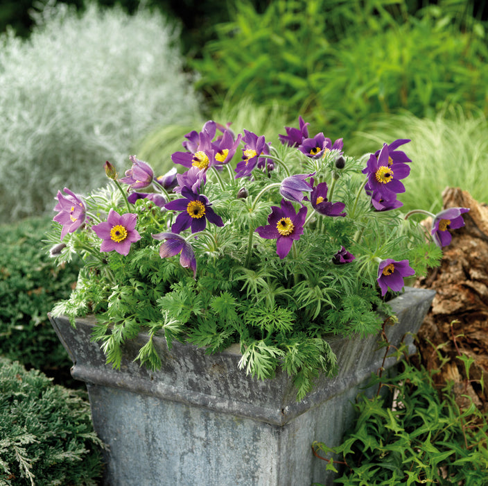 Pulsatilla Pinwheel Collection 6 x 6cm Plants - Dispatches from 19th February