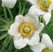 Pulsatilla Pinwheel Collection 6 x 6cm Plants - Dispatches from 19th February - Plants2Gardens