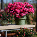 Rhododendron Casculada Bright Fuchsia (3 Litre) - Plants2Gardens