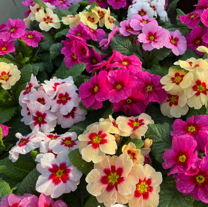Primrose Raesberry Rose Mix - Despatched from 9th October