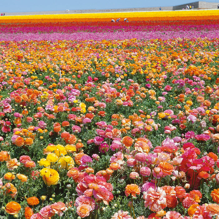 Ranunculus Romance Doubles (5 x Mixed Corms)