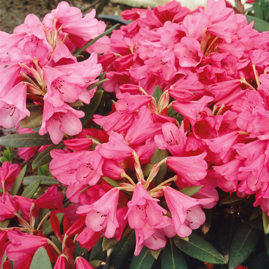 Where To Buy Rhododendrons | Specialty Rhododendrons and Azaleas from ...