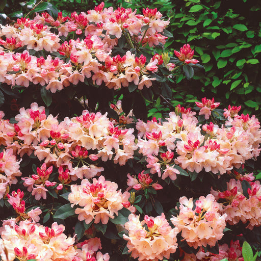 Rhododendron Dreamland 10 Ltr - Plants2Gardens