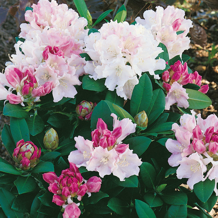 Rhododendron Dreamland 10 Ltr