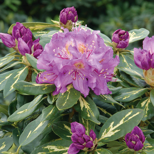 Rhododendron Goldflimmer 4.5ltr - Plants2Gardens