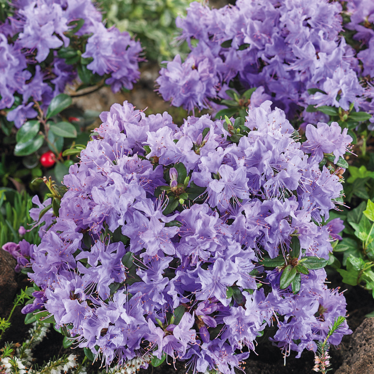 Rhododendron Blue Tit (3 Litre) — Plants2Gardens