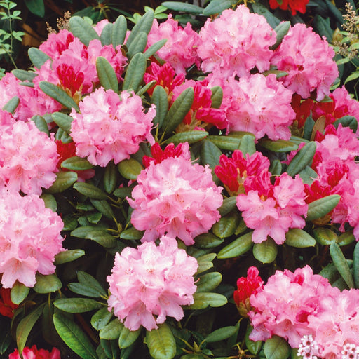 Rhododendron Kalinka 10ltr - Plants2Gardens