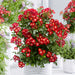 Rose Everglow Ruby (3 Litre) with FREE Eden Planter - Plants2Gardens