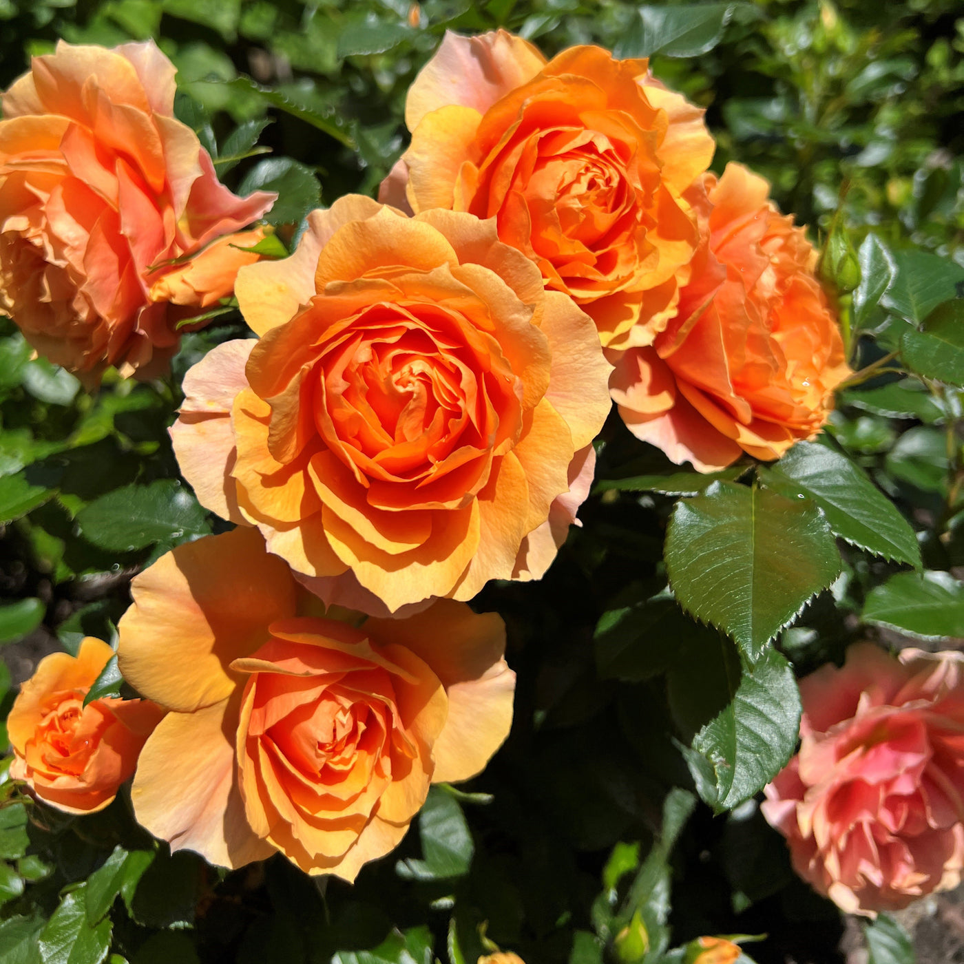 Rose Not Rosa Rosa Isn't She Collection (3 x 9cm) — Plants2Gardens